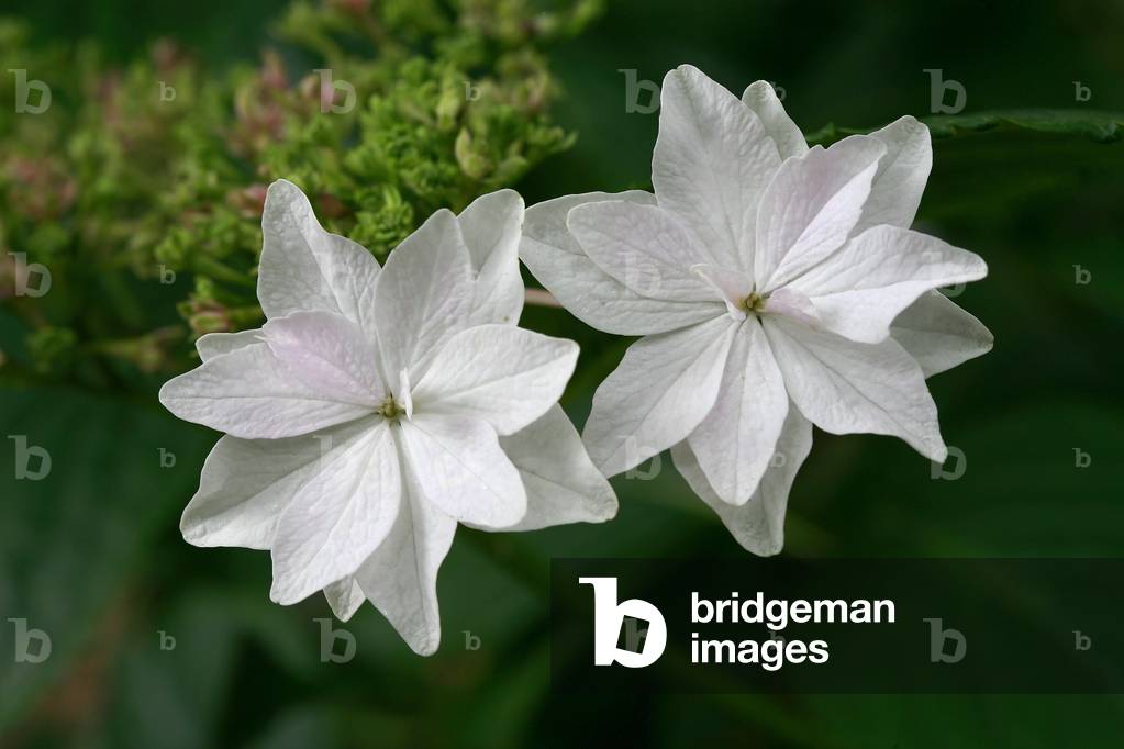 Hydrangea macrophylla Hanabi