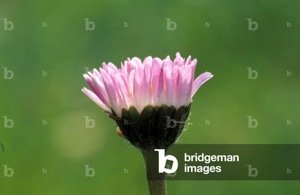 Bellis Perennis, Italy
