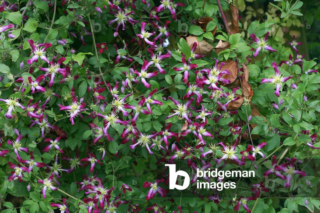 Clematis triternata Rubromarginata