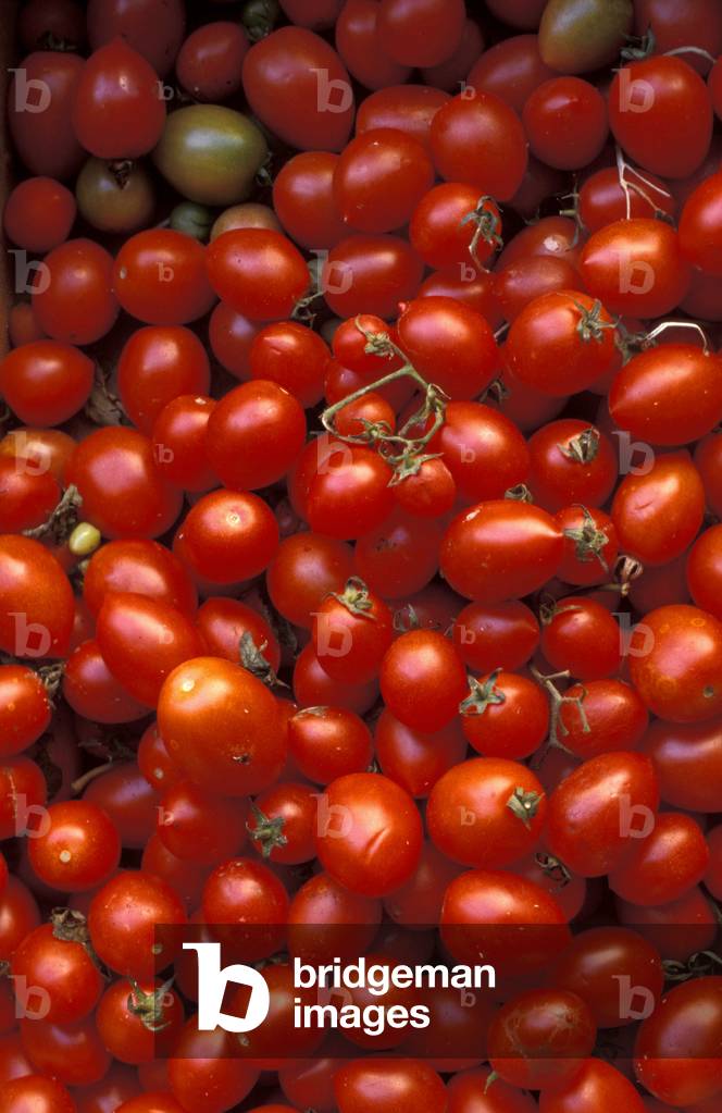 Tomatoes, Sorrento, Campania, Italy