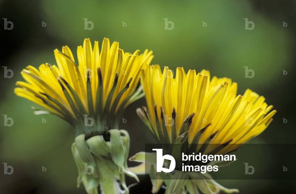 Taraxacum Officinale, North Italy, Italy