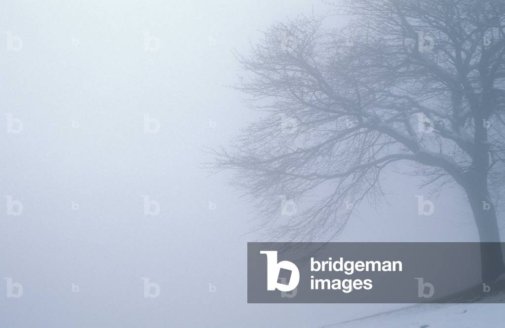 Image de Photographie représentant Fog, b/w