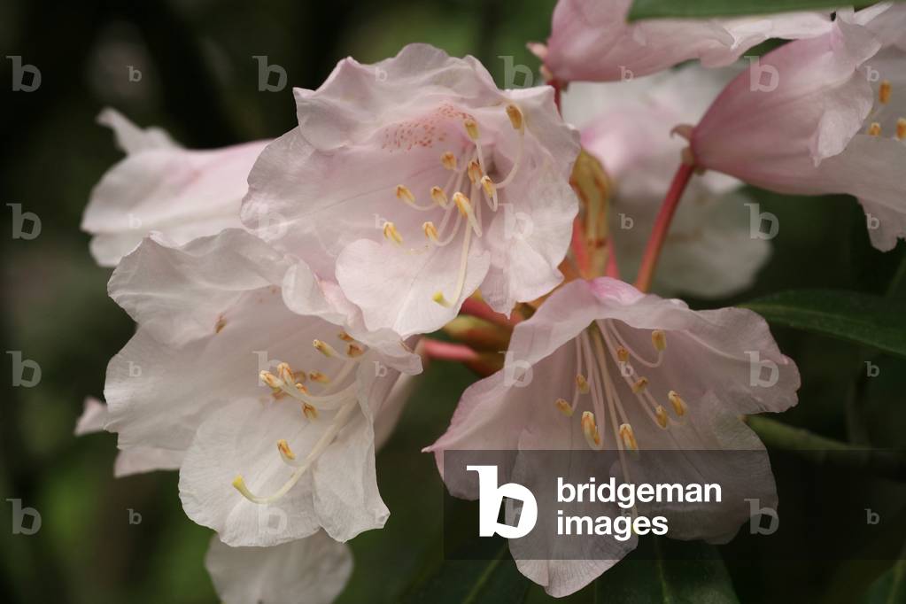 Rhododendron degronianum