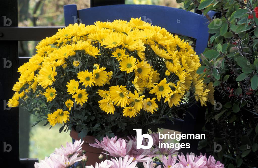 Chrysanthemum “Golden Chalice”