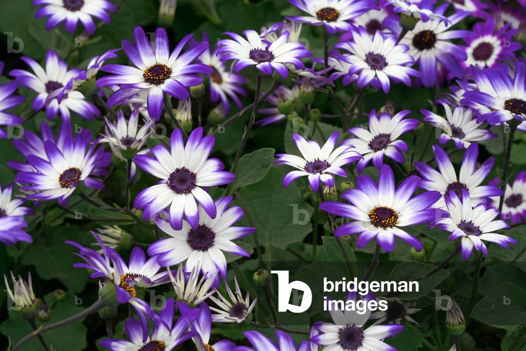 Pericallis hybrid Senetti