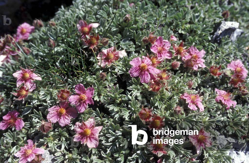 Flowers, Trentino Alto-Adige, Italy