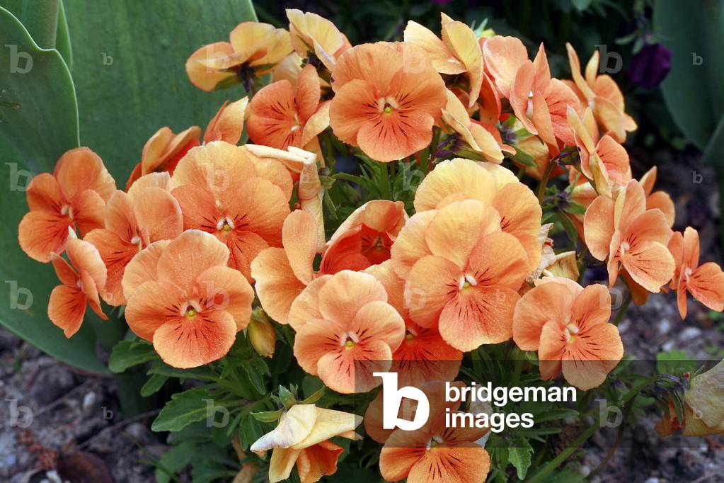 Viola cornuta “” Twix Orange””