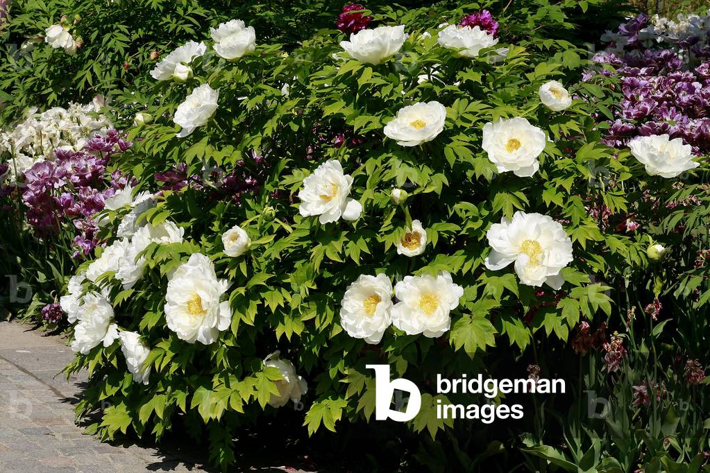 Paeonia suffruticosa “” Feng Dan Bai”