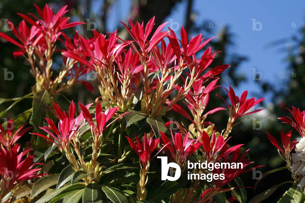 Pieris formosa var. forrestii