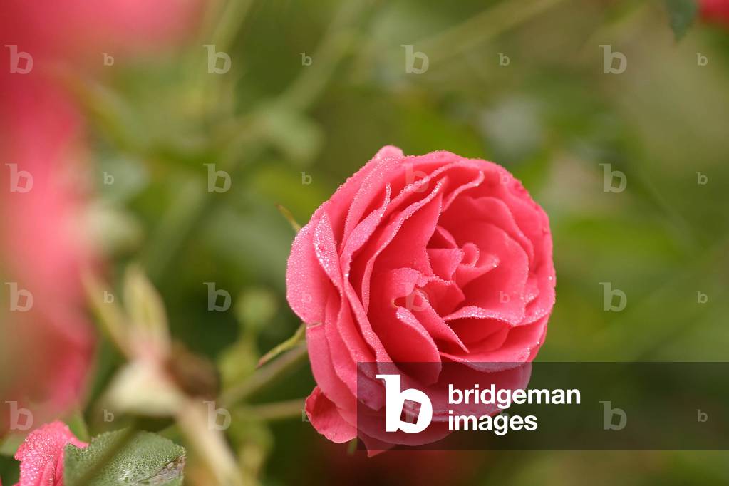 Pink “” Elveshorn”