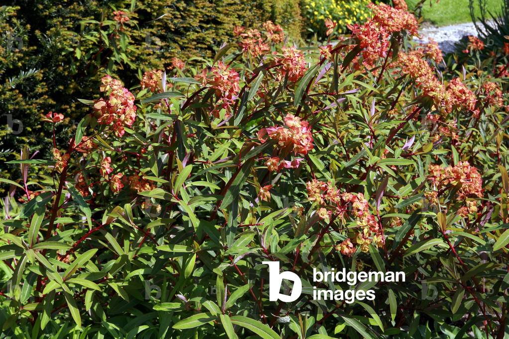 Euphorbia griffithii Fireglow