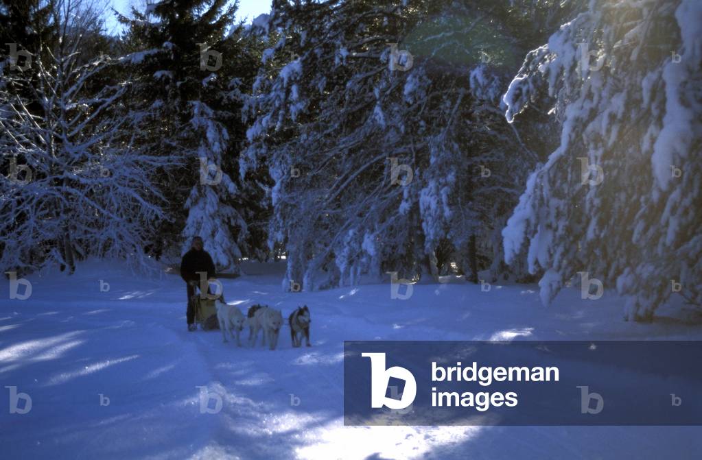 Mushing school, Tarvisio, Friuli-Venezia-Giulia, Italy