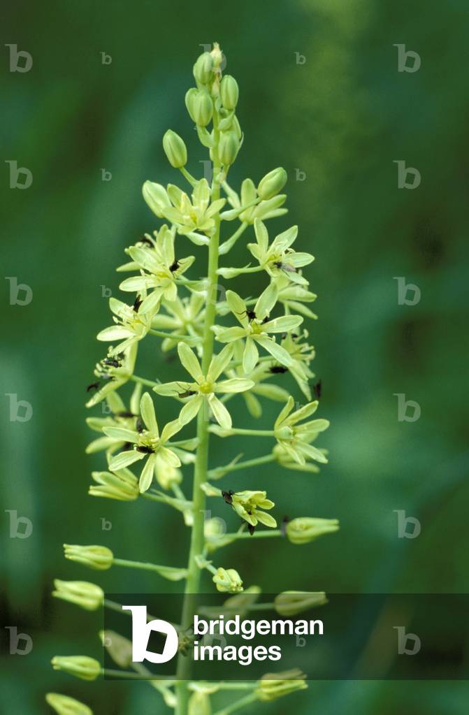Ornitoghalum Pyrenaicumum, Alpi mountains, Italy