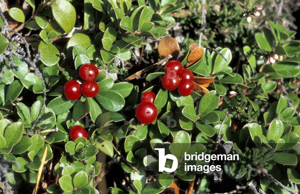 Arctostaphylos uva-ursi