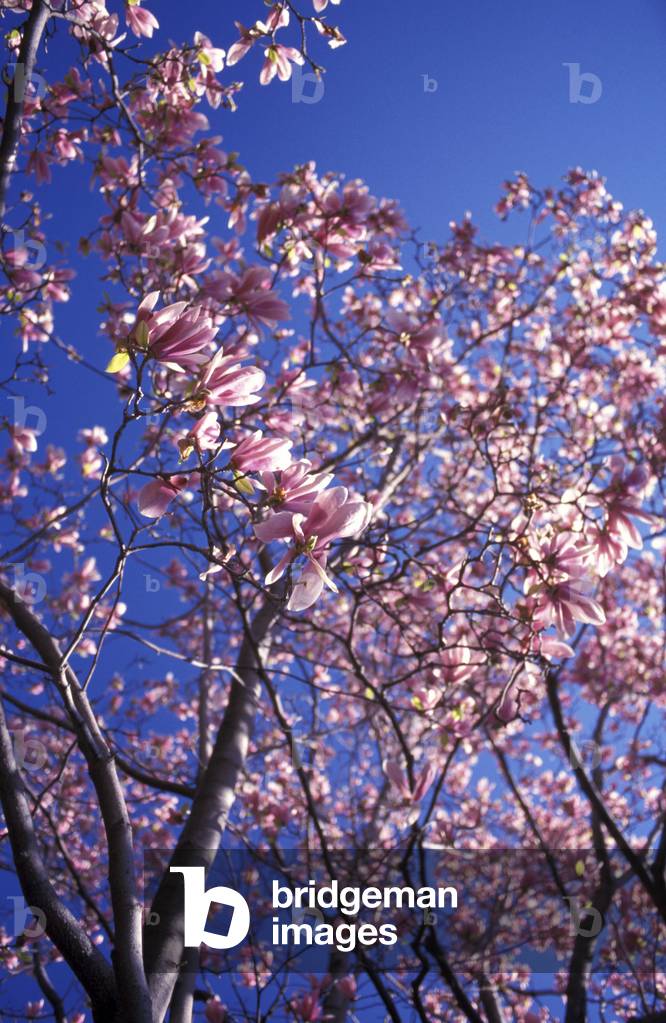 Viale delle Camelie, Villa Pallavicini, Genova, Liguria, Italia