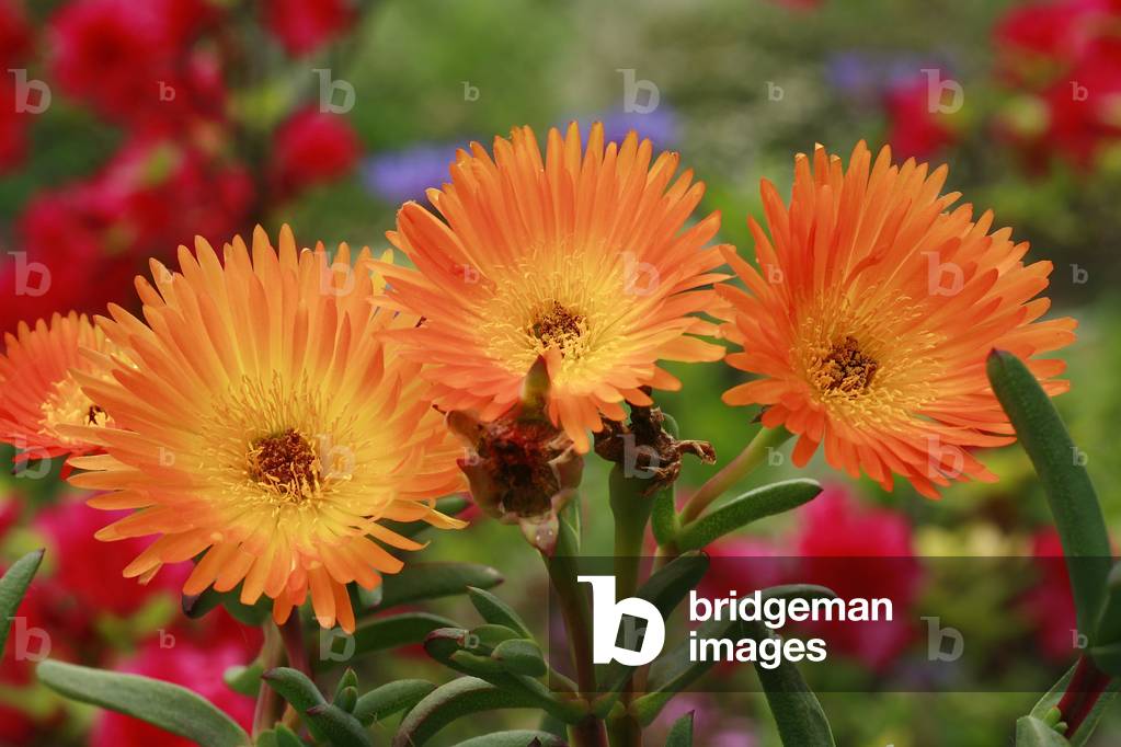 Lampranthus, hybrid