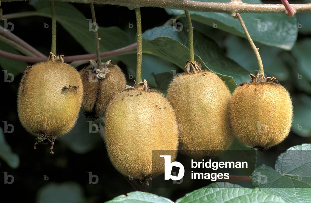 Actinidia Sinensis