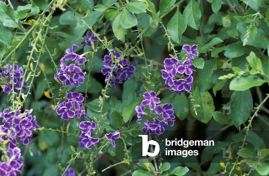 Duranta Erecta “Geisha Girl””