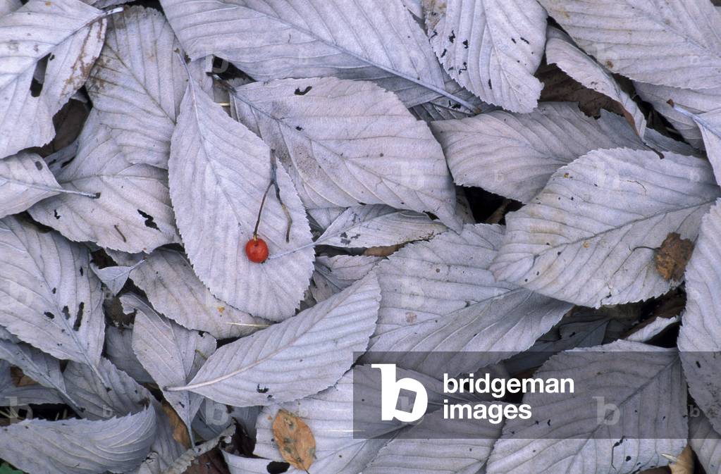 Rowan leaf, Sorbus Aria, Italy