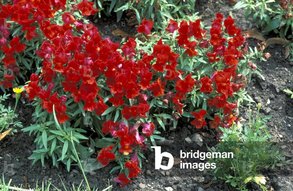 Antirrhinum majus “” Tahiti”