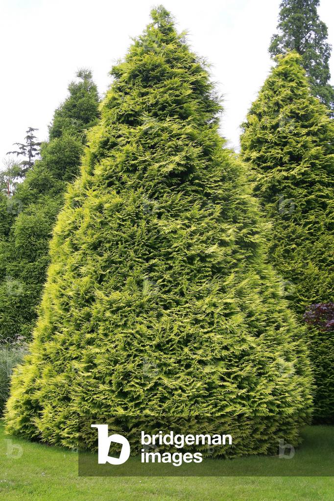 Chamaecyparis Lawsoniana Lane