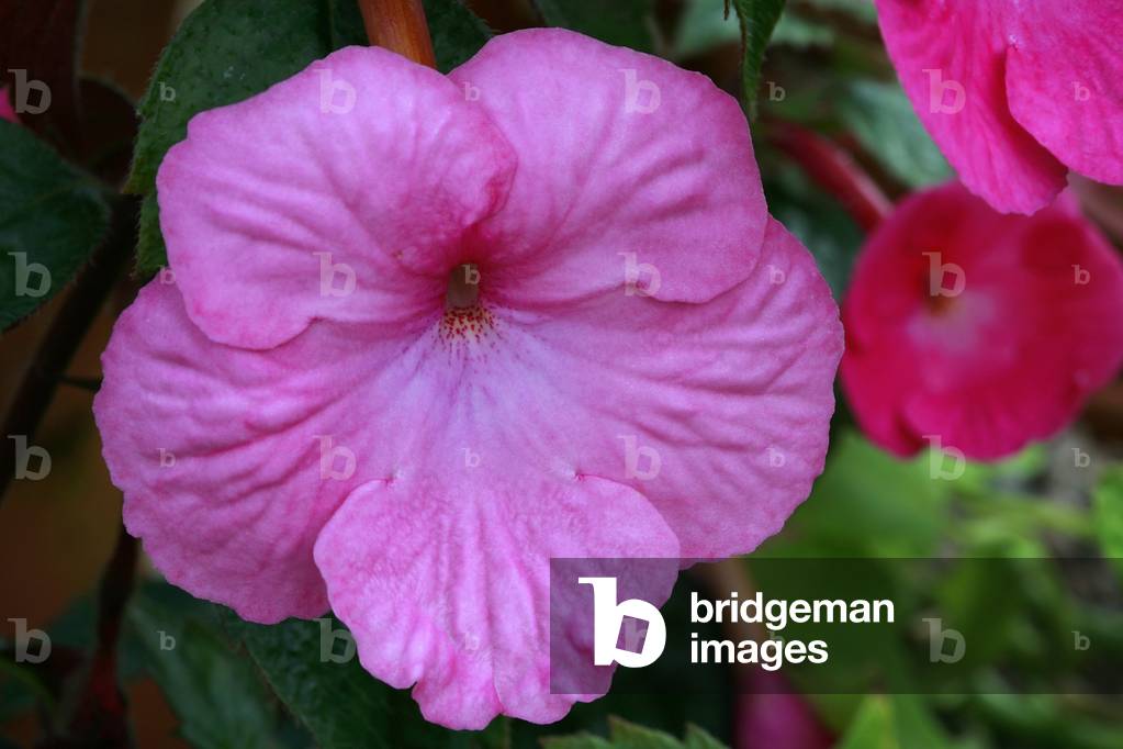 Achimenes “Wetterlow's Triumph”