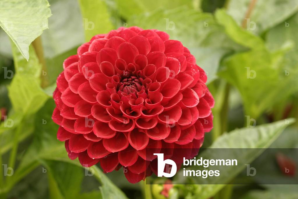 Dahlia “Rot Ball”