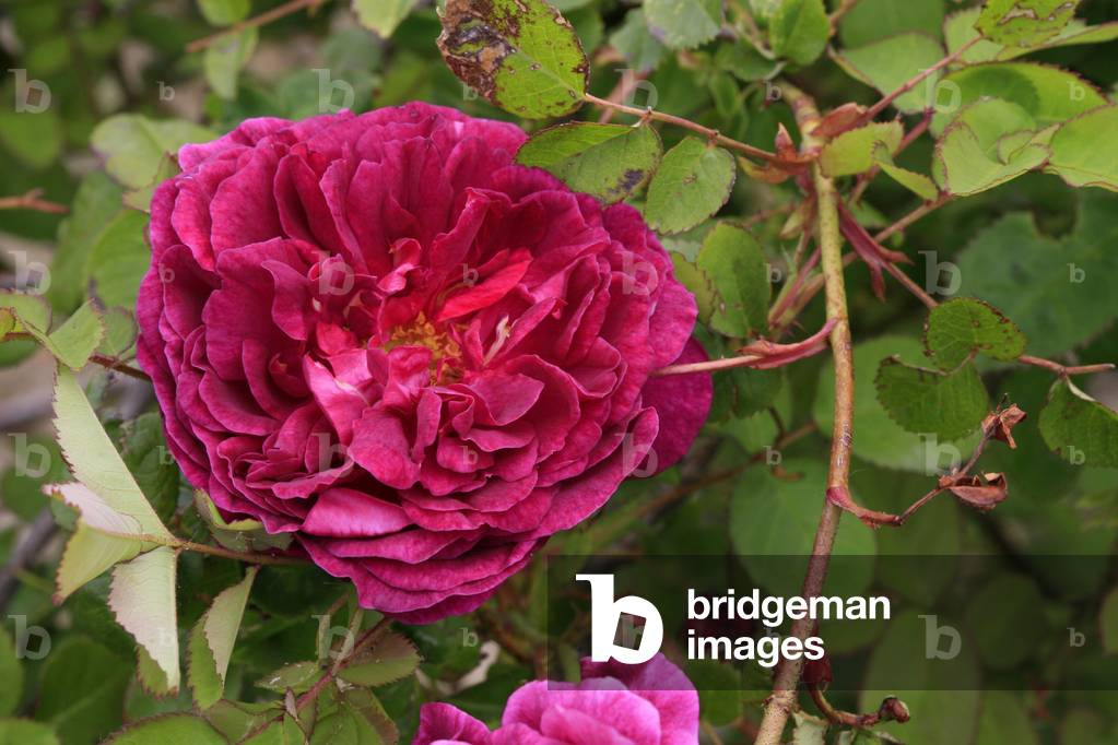 Rosa moderna “Chianti””