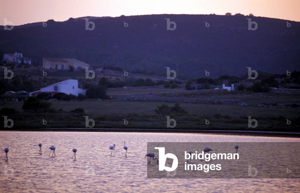 Flamingos in the saltwork, Carloforte, Sardinia, Italy
