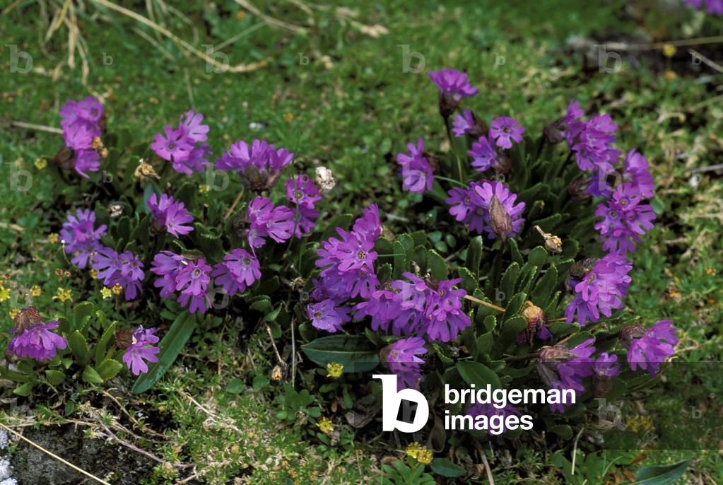 Primula Glutinosa, Alpi mountains, Italy