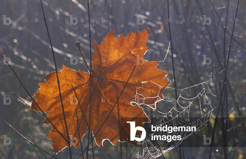 Frost on plane leaf with cobweb, Italy