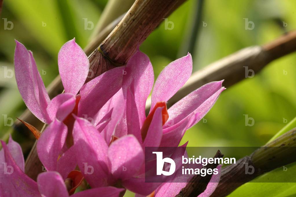 Dendrobium bracteosum