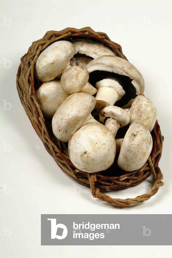 Image of Photography depicting Mushroom mushrooms