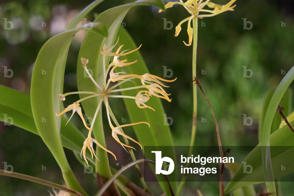 Bulbophyllum laxiflorum