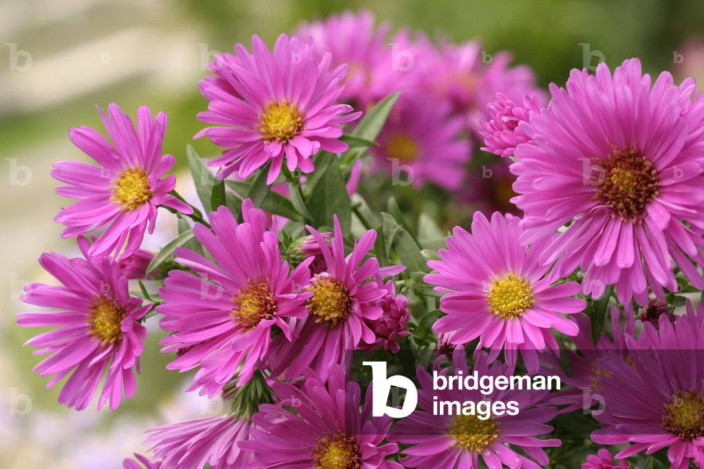 Aster novi-belgian “” Kassel””, New York aster