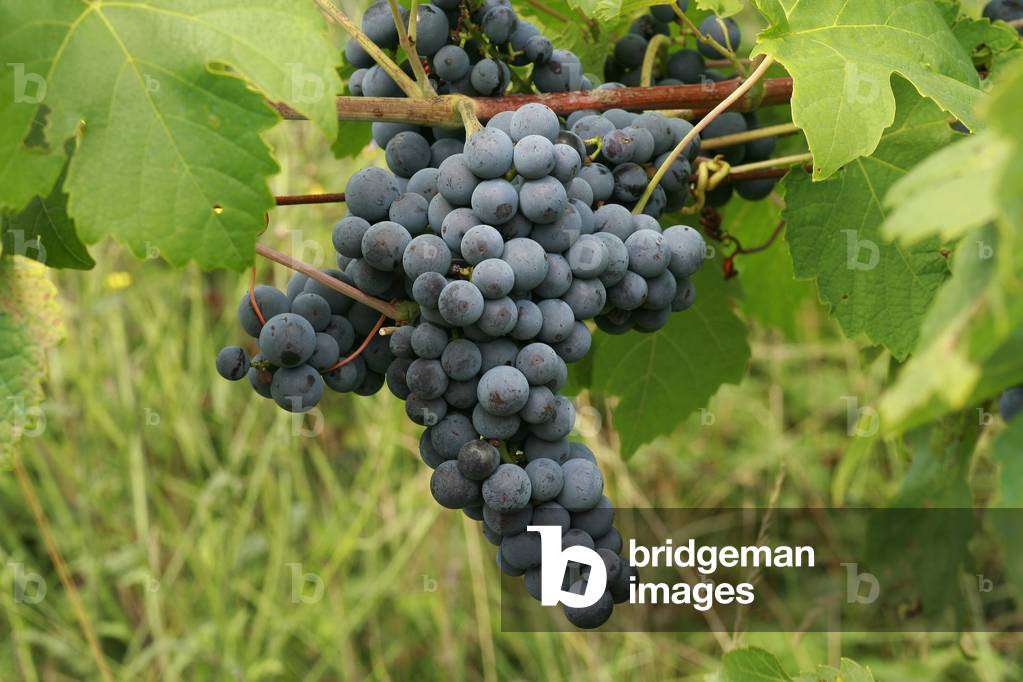 Vine “Cabernet Friulano””