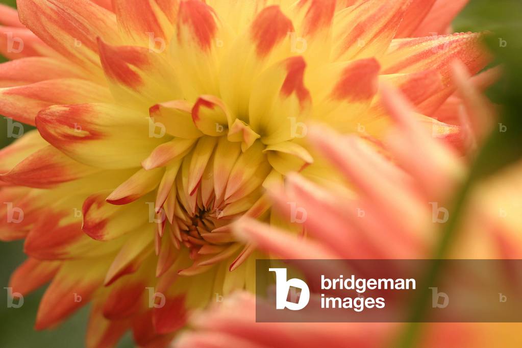 Dahlia “” Isadora””