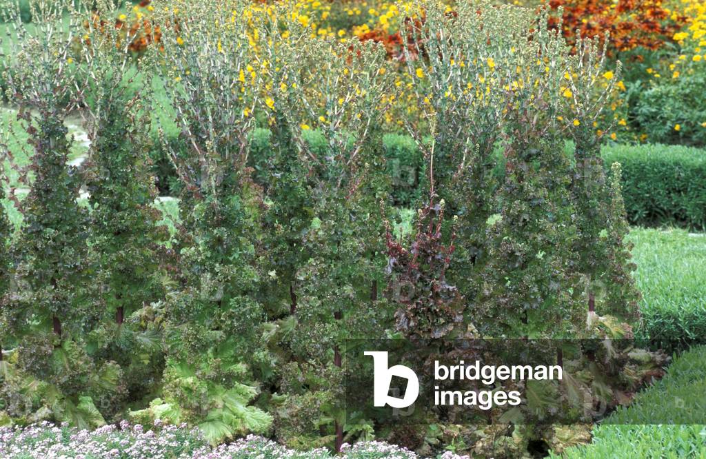 Lettuce with flower plant