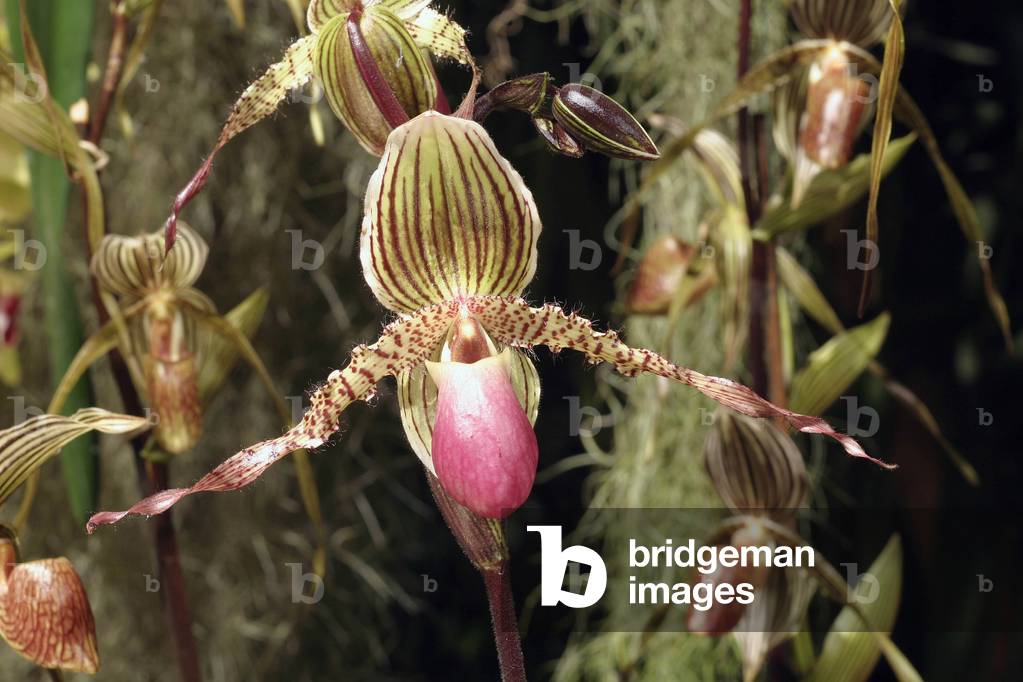 Paphiopedilum “” Wassner Braunglow”