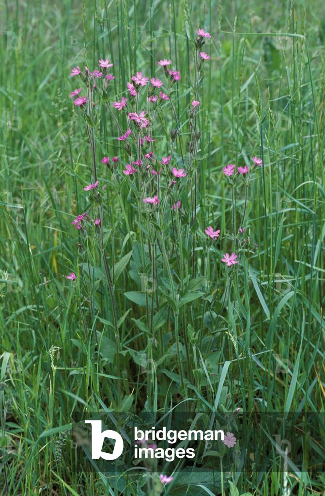 Silene Dioica, Italy