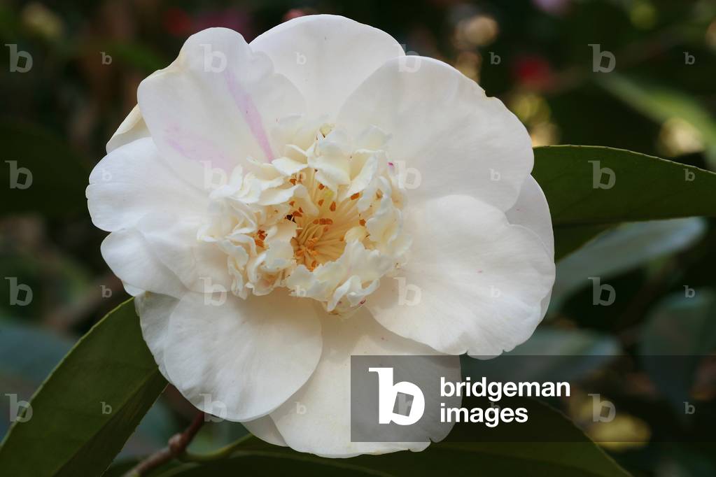 Camellia japonica “Federica Rodi””