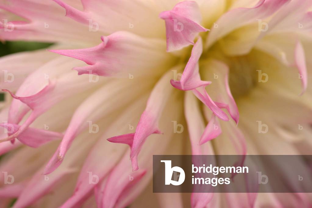 Dahlia “Marlene Joy”