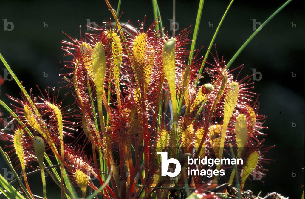 Drosera Anglica, North Italy, Italy