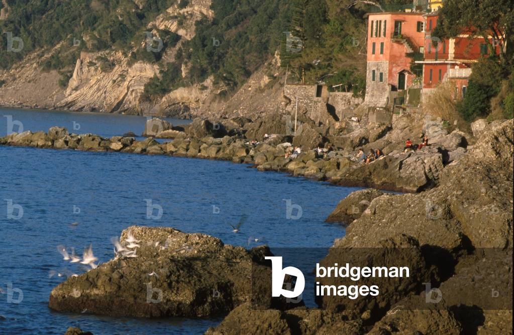 Cliff, Camogli, Liguria, Italy