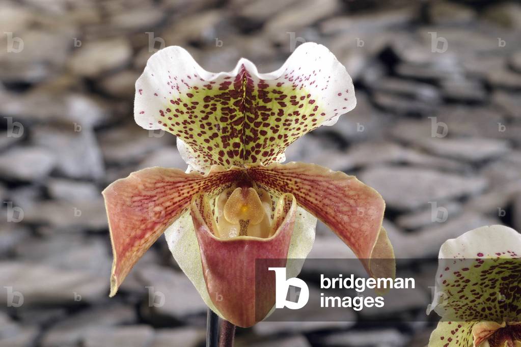 Paphiopedilum “”” Sully””
