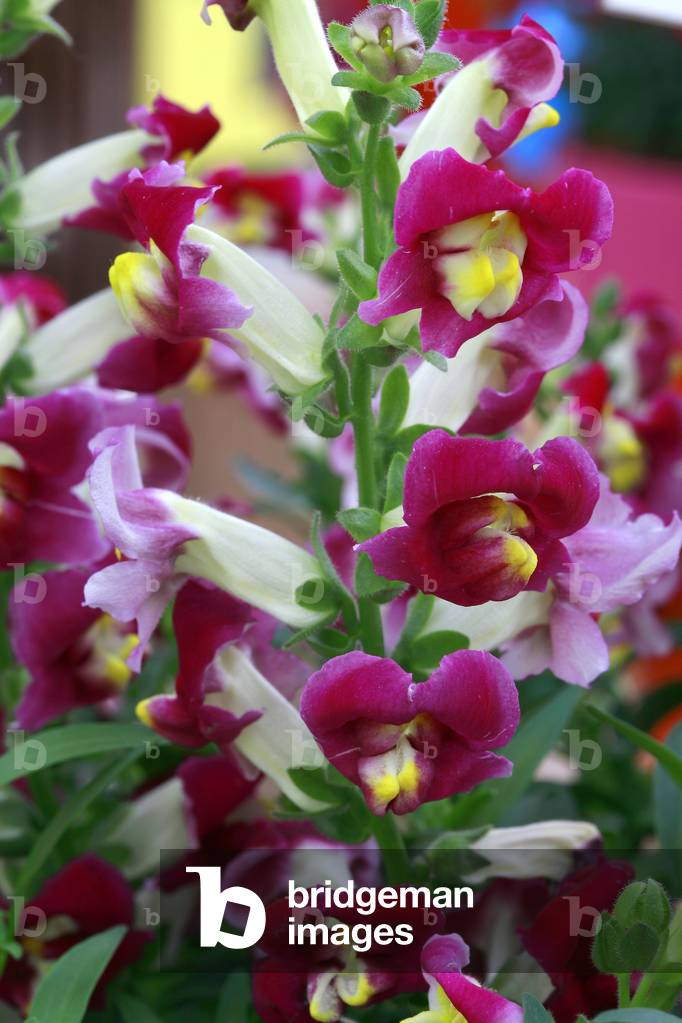 Antirrhinum majus “” Diana””