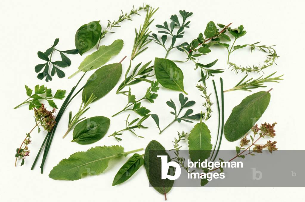 Aromatic herbs, Italy