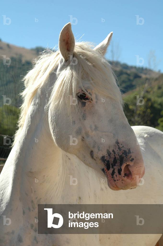 Horse, Ovindoli, Abruzzo, Italy