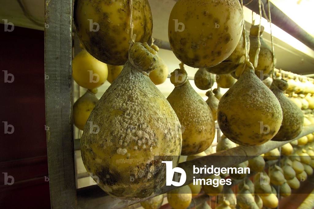 Caciocavallo Silano cheese, Gambone cheese maker, Montella, Campania, Italy