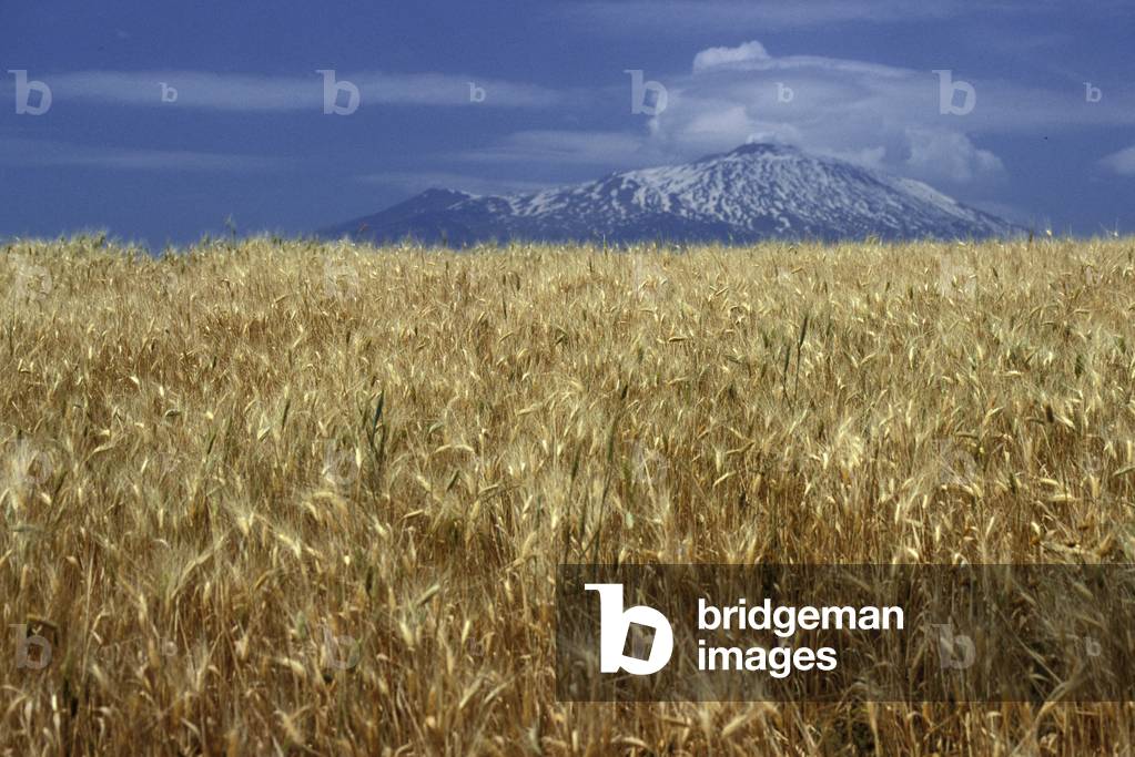 Cornfield, Etna volcano, Taormina, Sicily, Italy